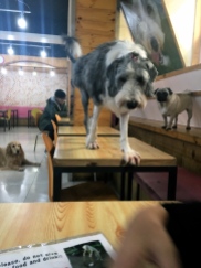 At the dog café